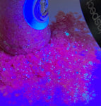 Rich Pink Iridescent Chunky to Fine Glitter Mix/ Translucent Pink color shift / 2 oz Bottle /Vivid Pink Under Black Light